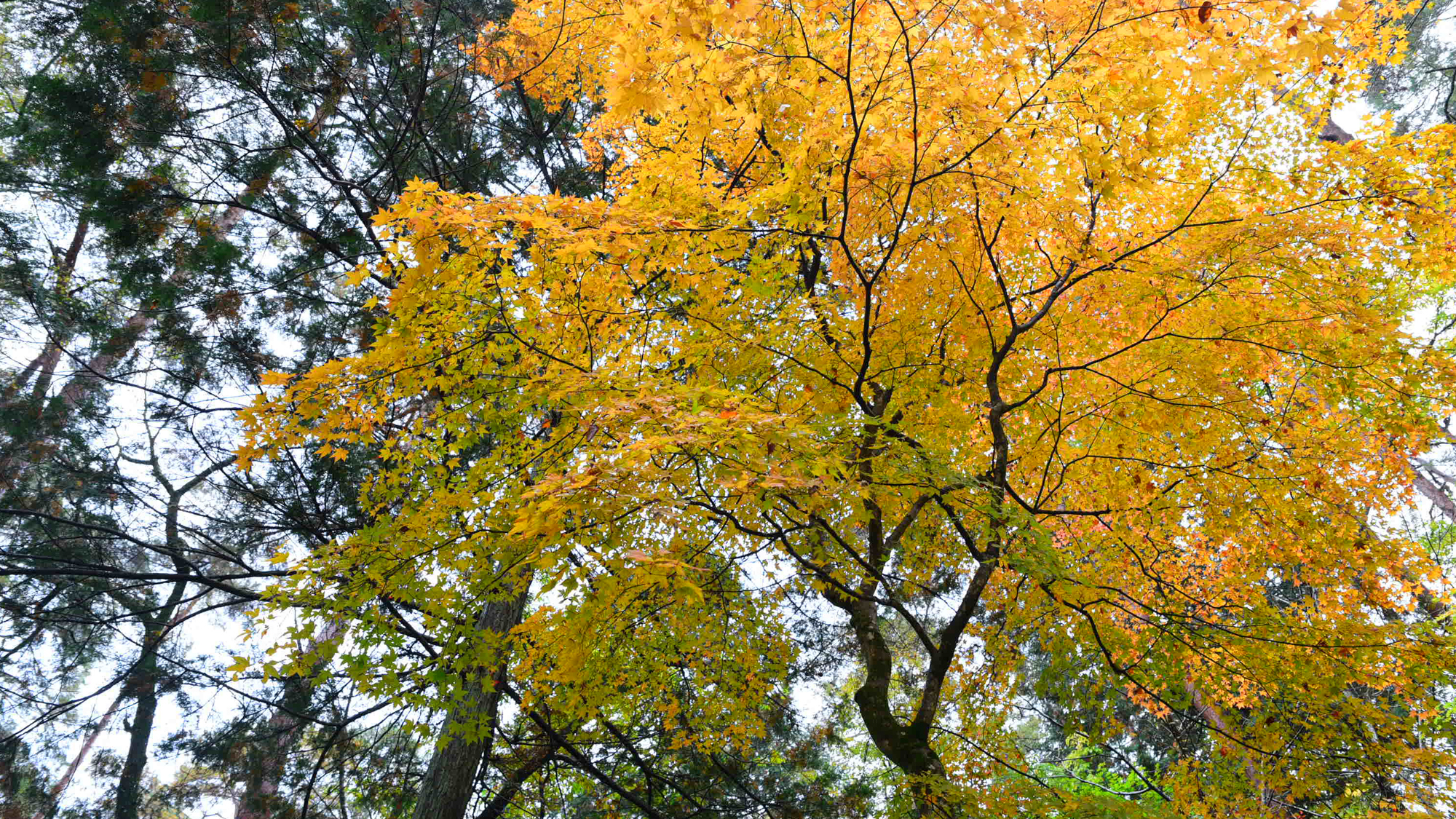 *【紅葉】例年の見ごろは10月下旬～11月上旬