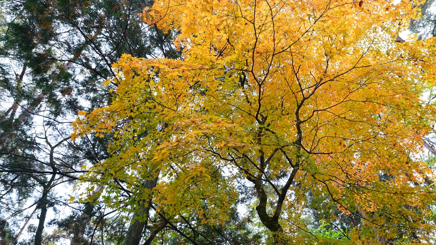 *【紅葉】例年の見ごろは10月下旬～11月上旬