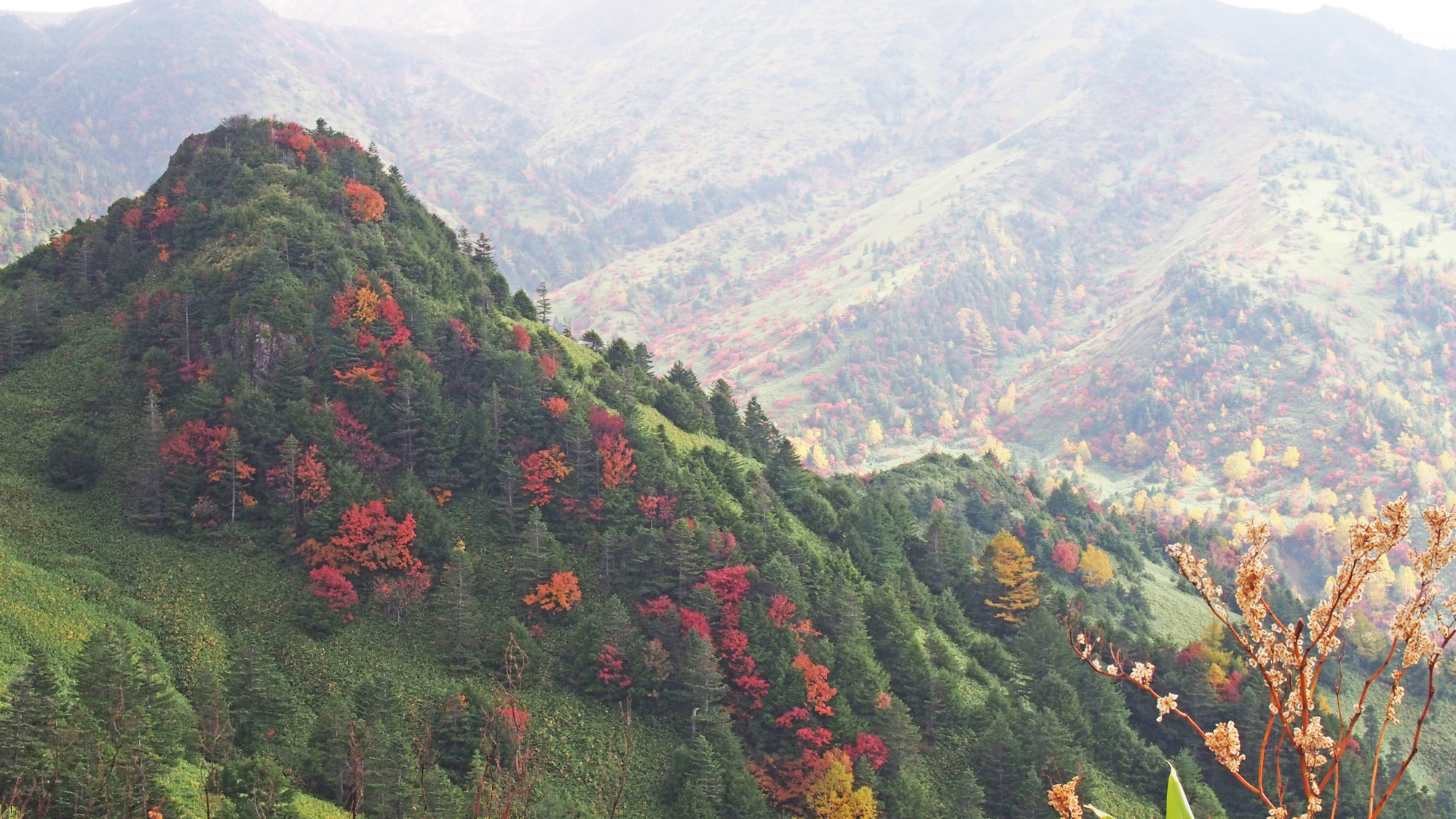 【秋】緑と赤のコントラスト。秋の山々