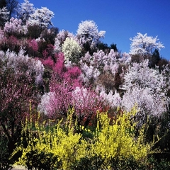 花見山