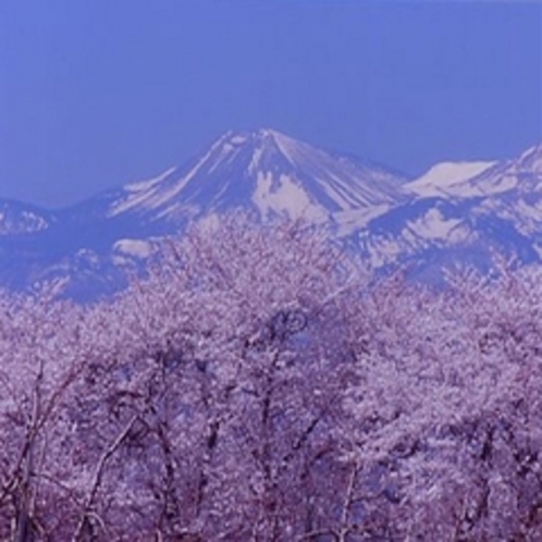 さくらと雪うさぎ