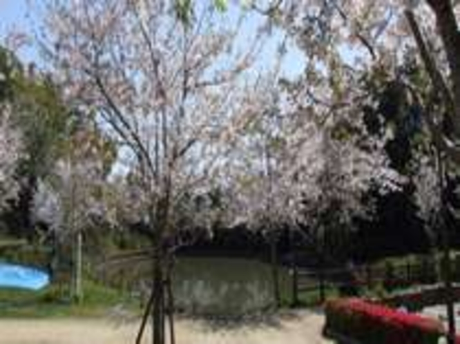 天神山公園