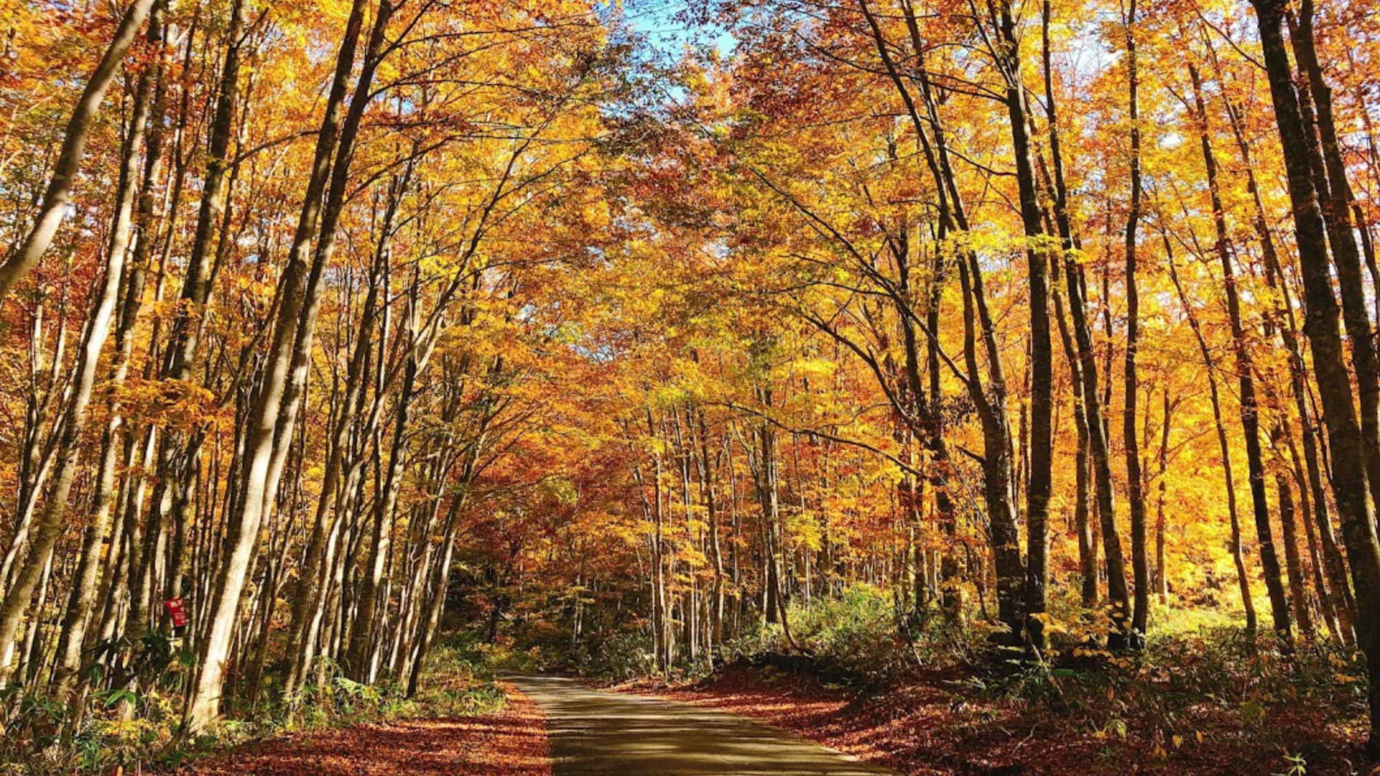 【秋田駒ヶ岳・乳頭温泉郷・八幡平・抱き返り渓谷◇紅葉！】紅葉の名所へ行こう！ご夕食は秋田ビュッフェ♪