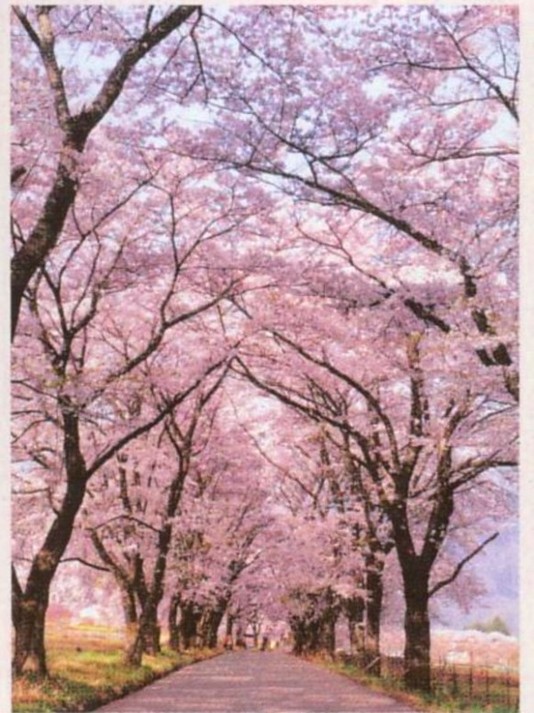 清里ペンション いずみ 桜 お花見の季節が来ました 楽天トラベル