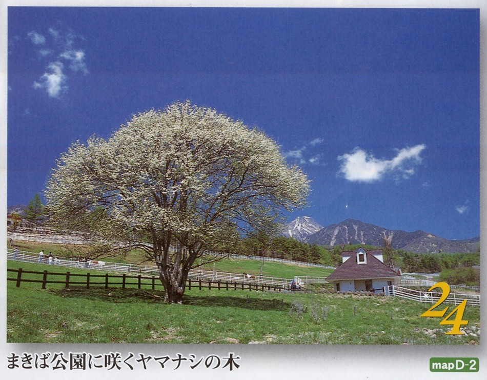 Kiyosato Plateau in Spring,