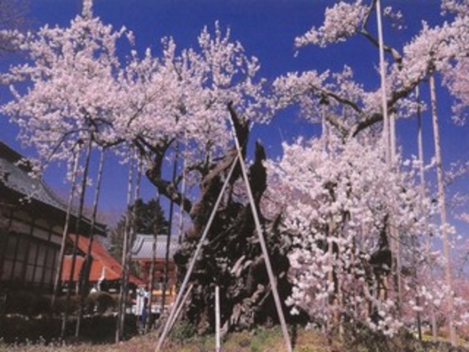 日本最古の神代桜