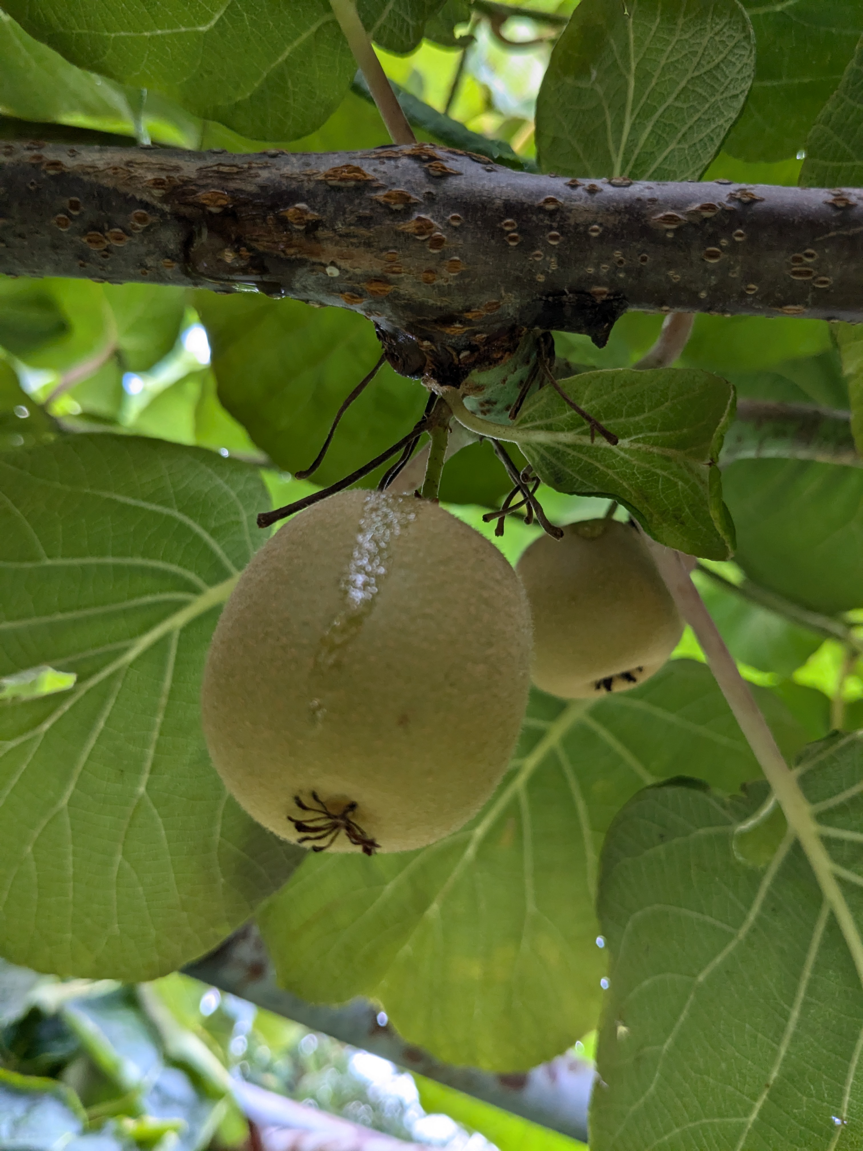 キウイフルーツ