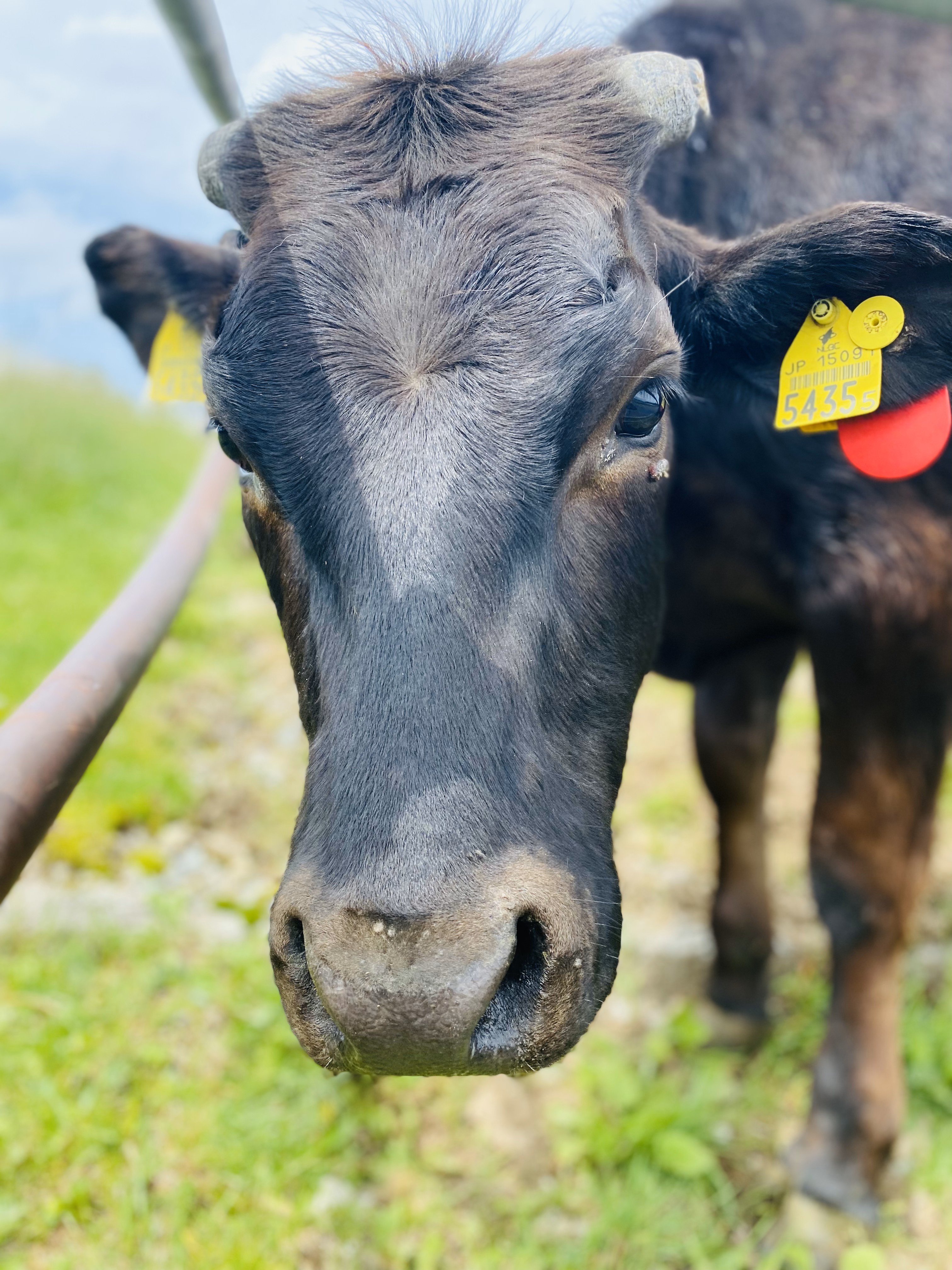 八ヶ岳牧場(牛牛)