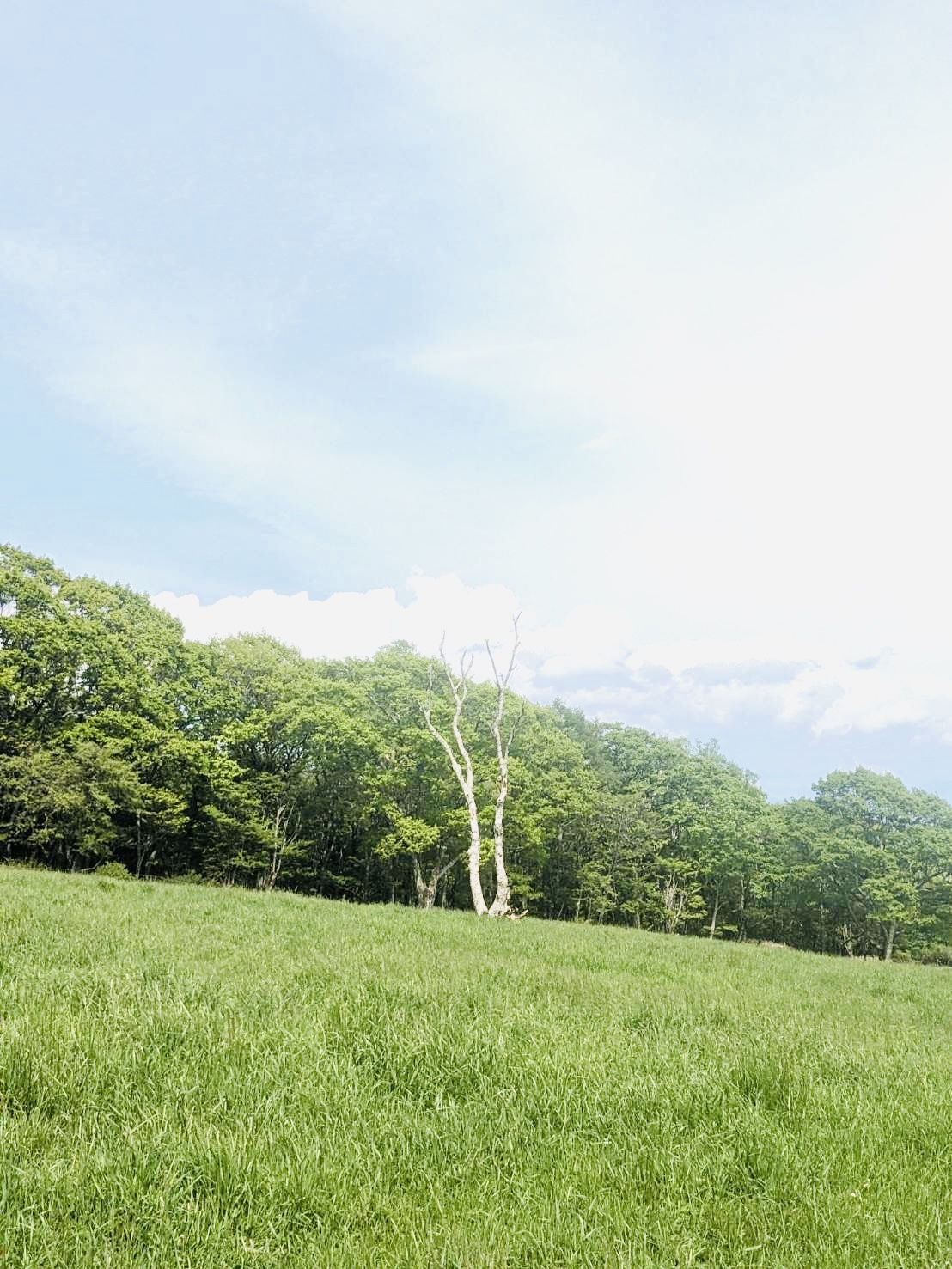 美の森-天女山(草原)