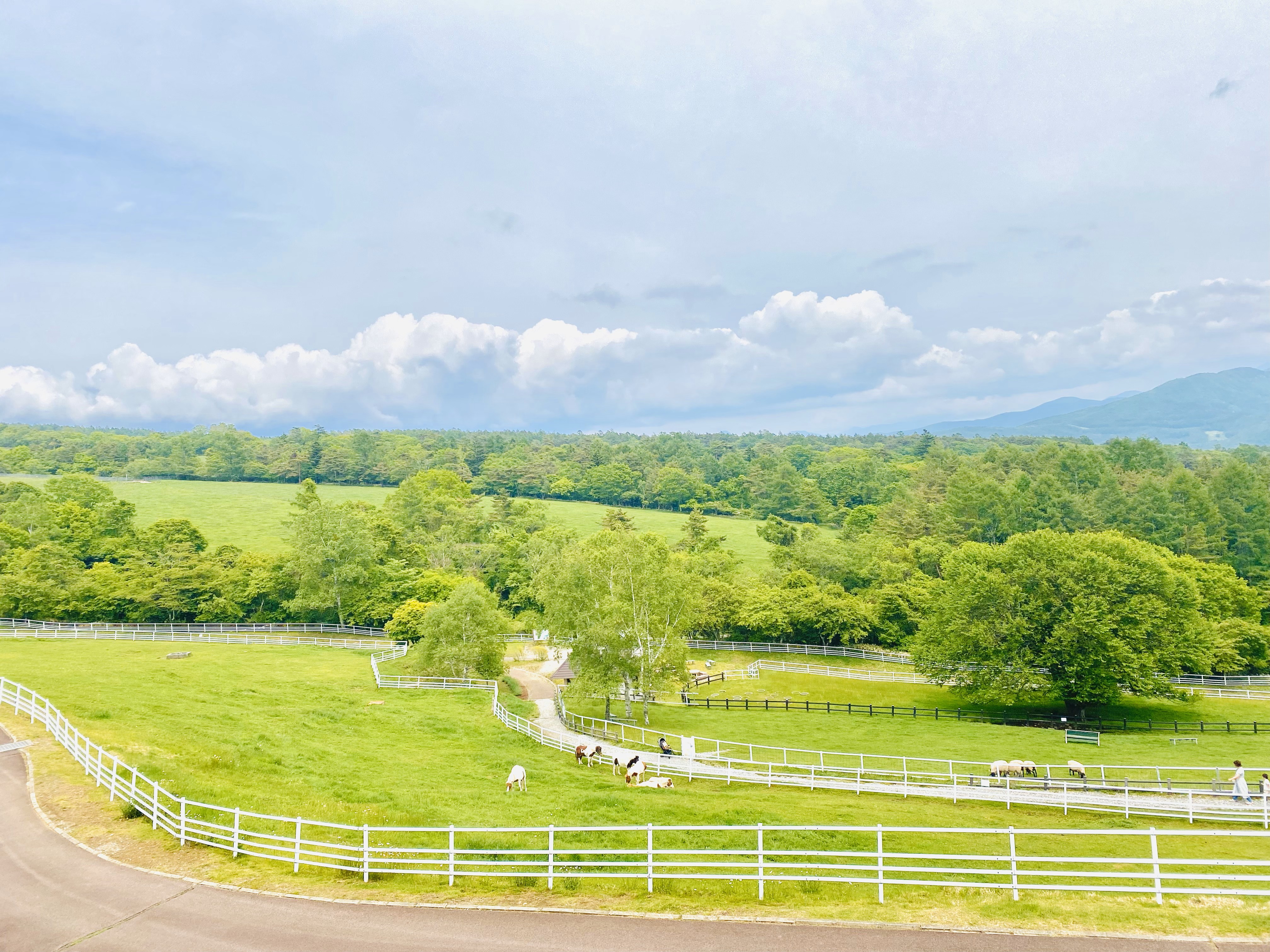 牧場公園の草原