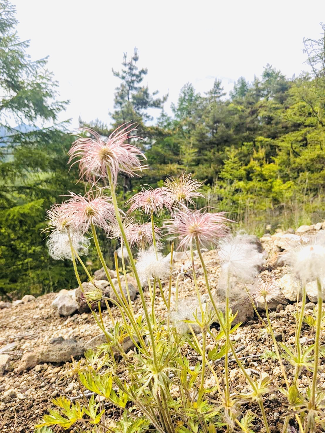 美の森-天女山(オキナグサ)