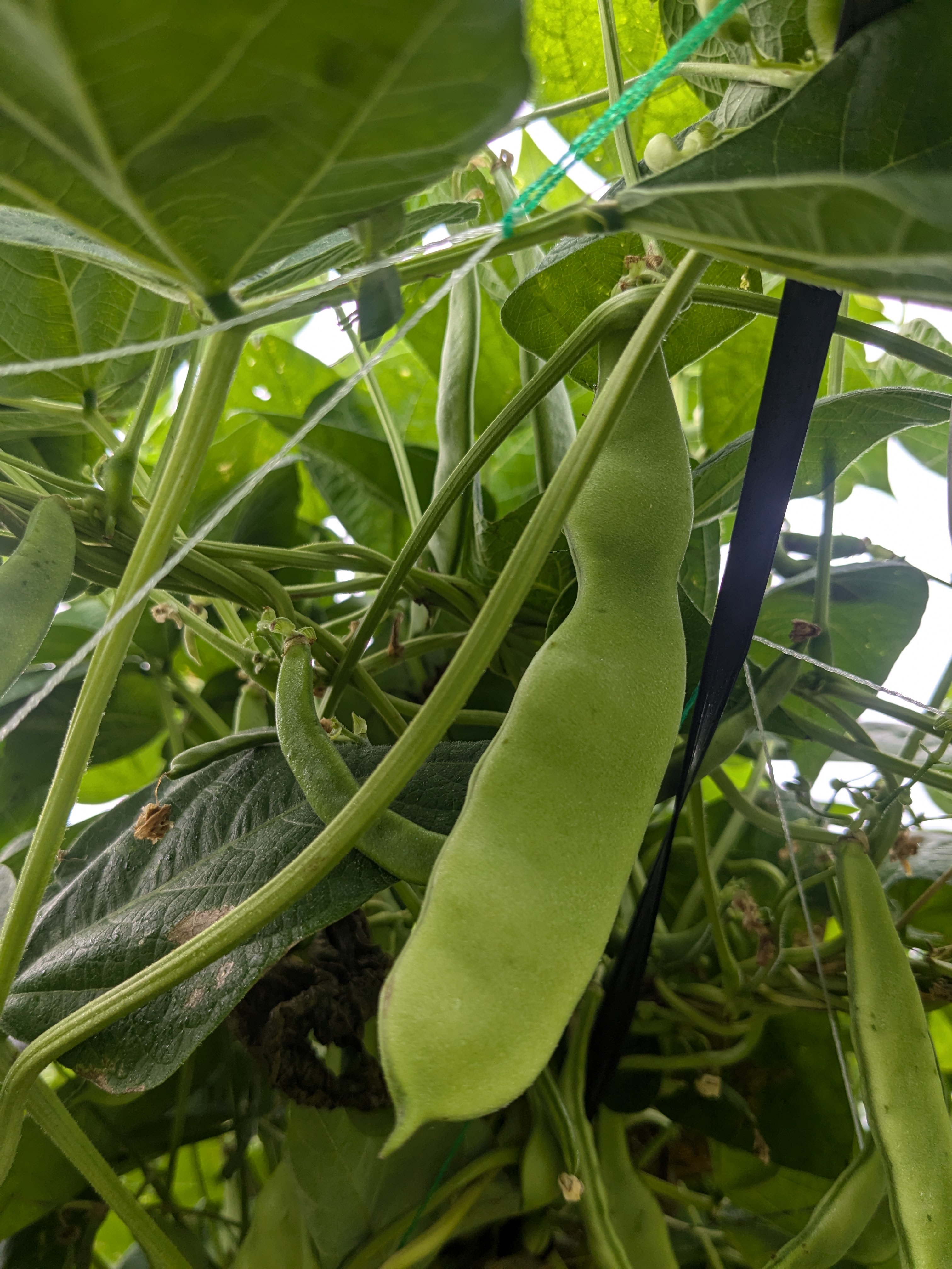 モロッコいんげん