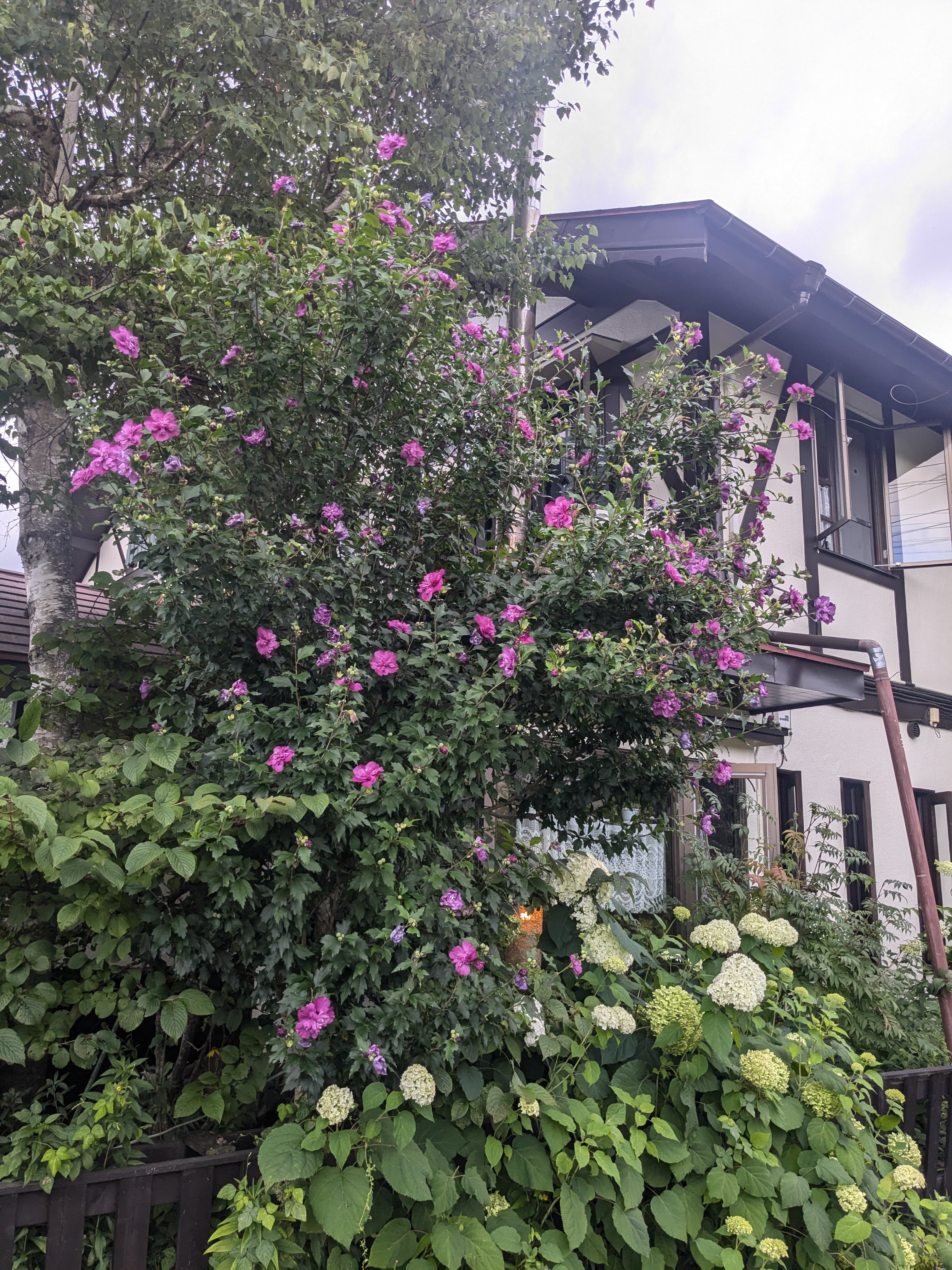 ペンション入口花