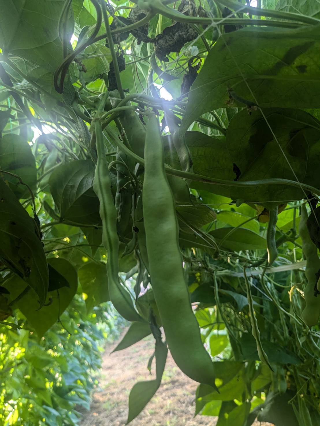 モロッコいんげん2