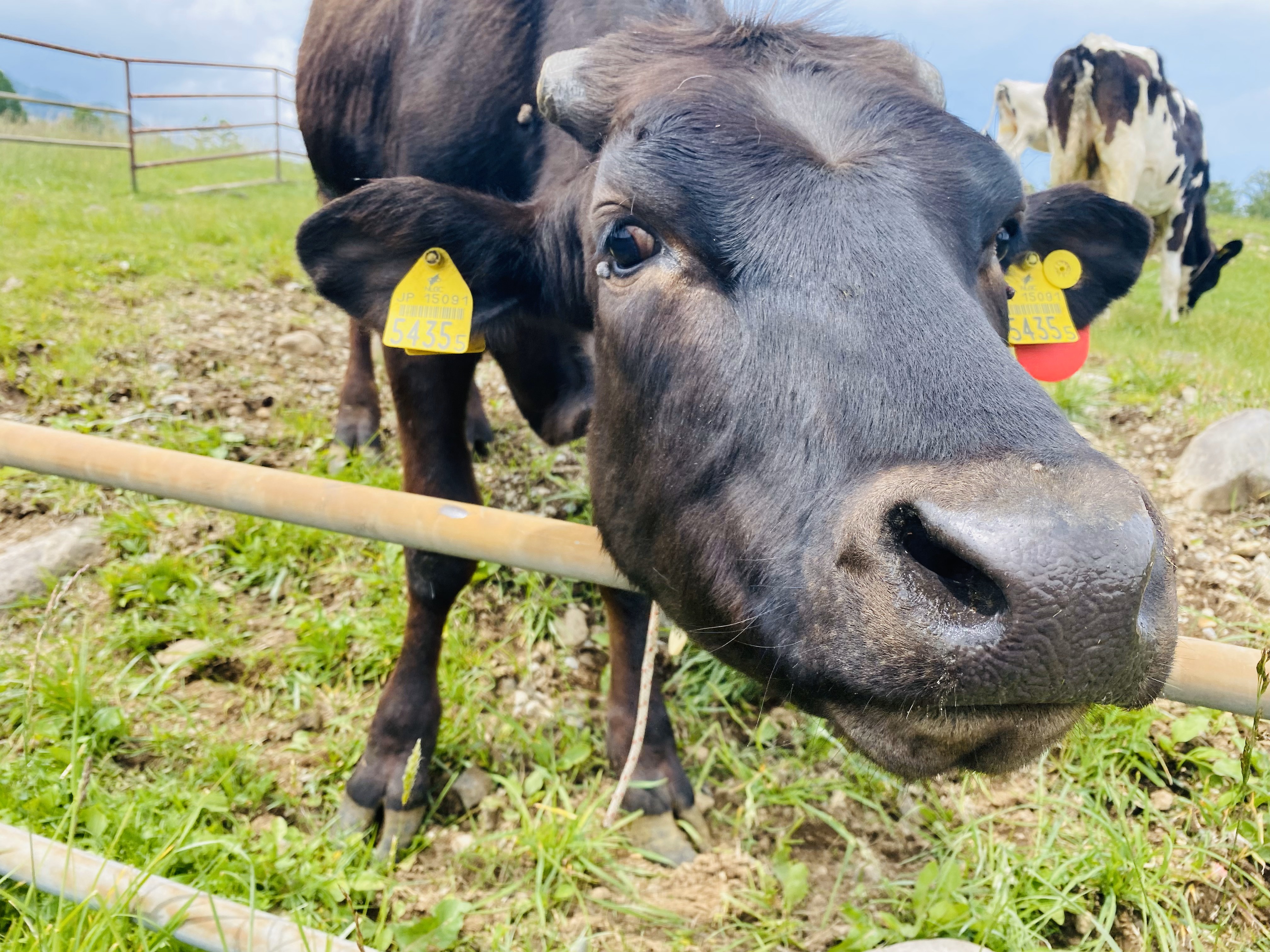 八ヶ岳牧場(牛)