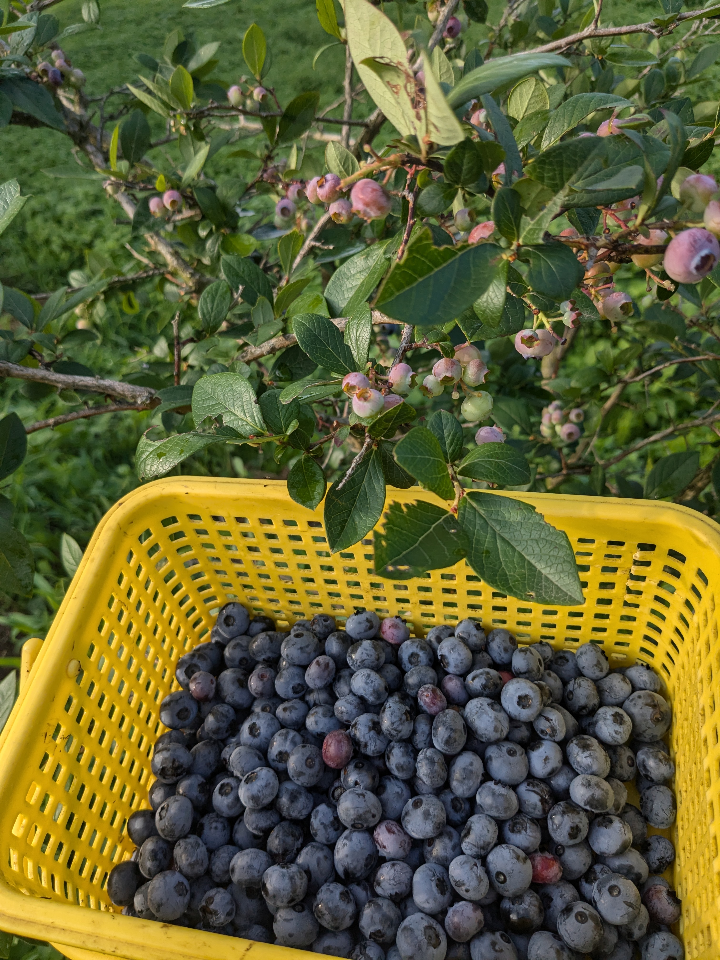 ブルーベリー２