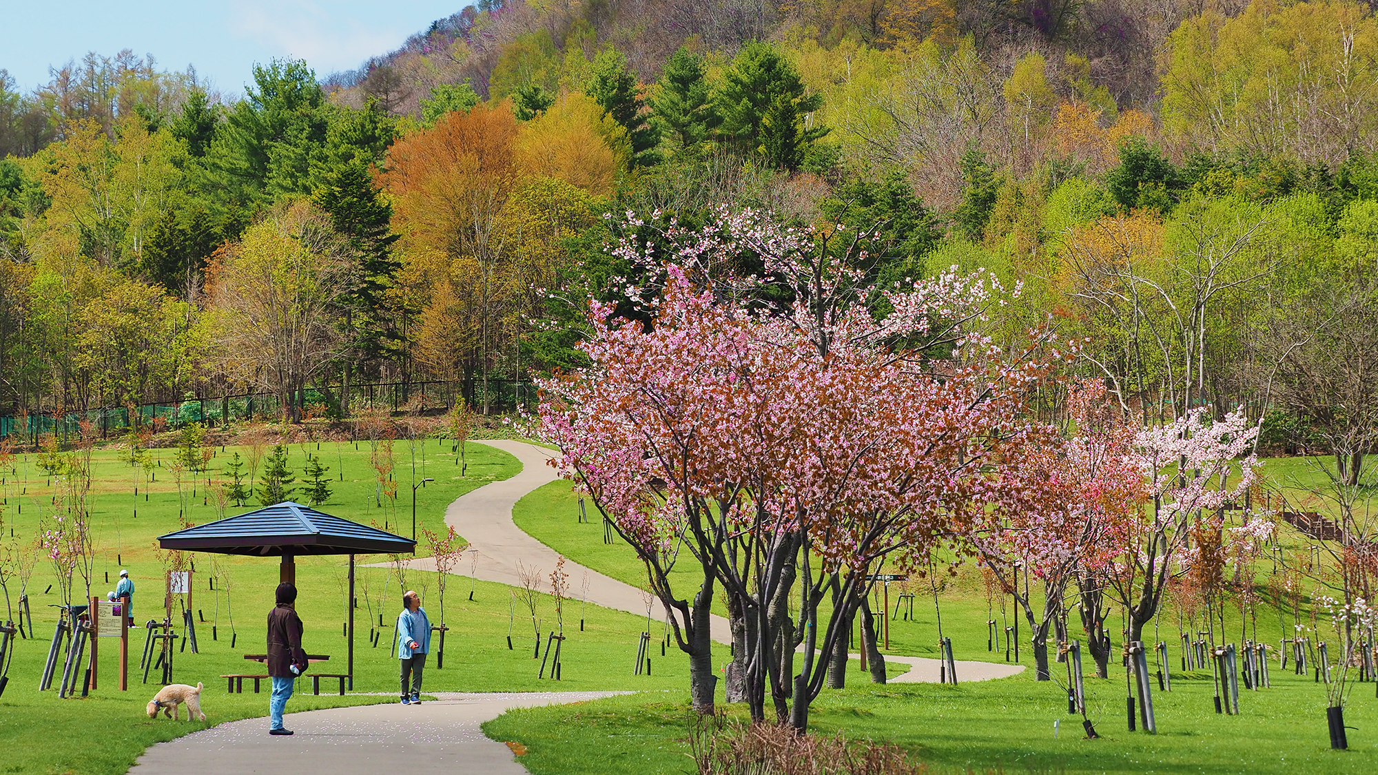 【小金湯さくらの森】800本もの桜が植えられています。4月下旬頃から約1か月、様々な樹種の桜が楽しめ
