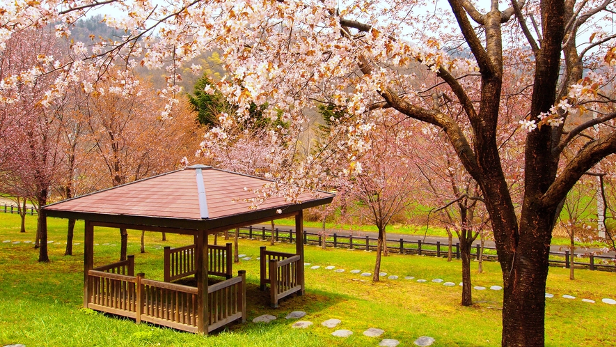 【三笠山】定山渓の桜の名所のひとつ