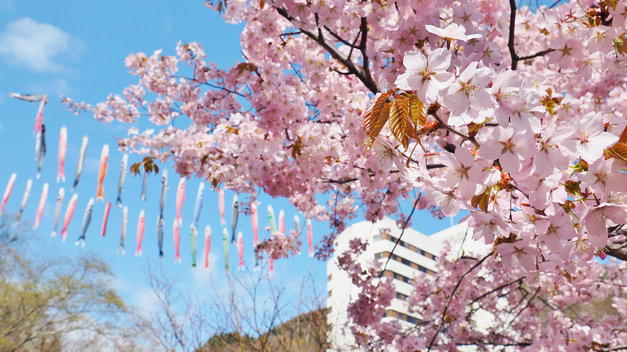 【定山渓の桜】桜が見ごろの時期に鯉のぼりとのコラボレーションが楽しめるのも、北海道ならでは。