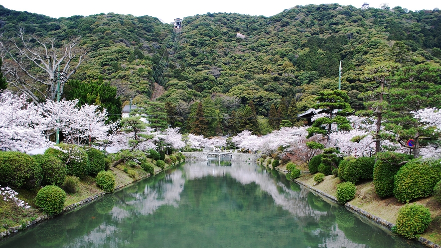 【吉香公園 桜】