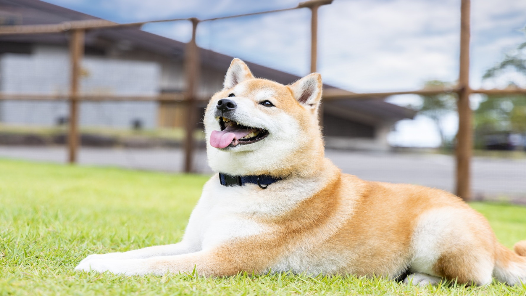 【コテージルーム※愛犬同室可】 夕食は北陸産の海鮮や新潟県産豚肩ロースしゃぶしゃぶなどのビュッフェ
