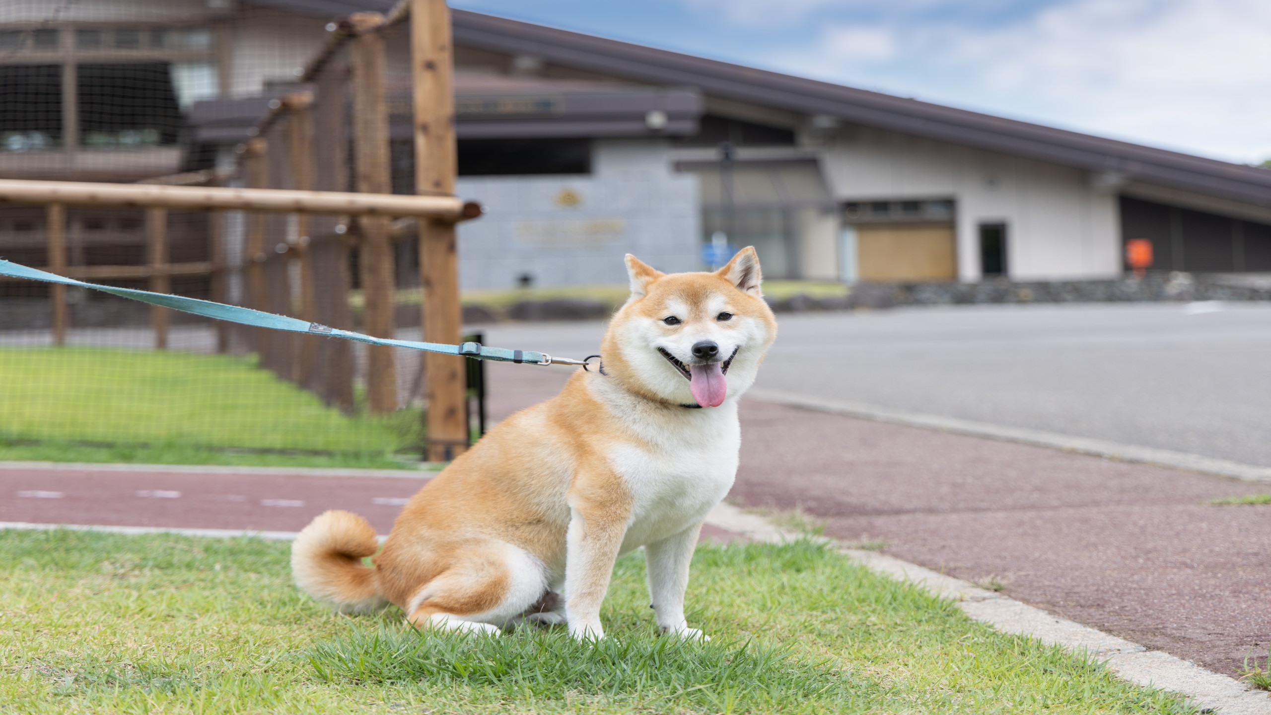 わんちゃんお散歩