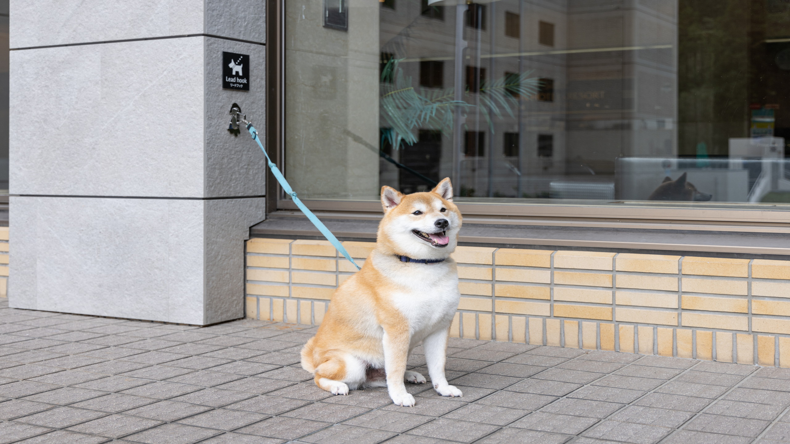 リード