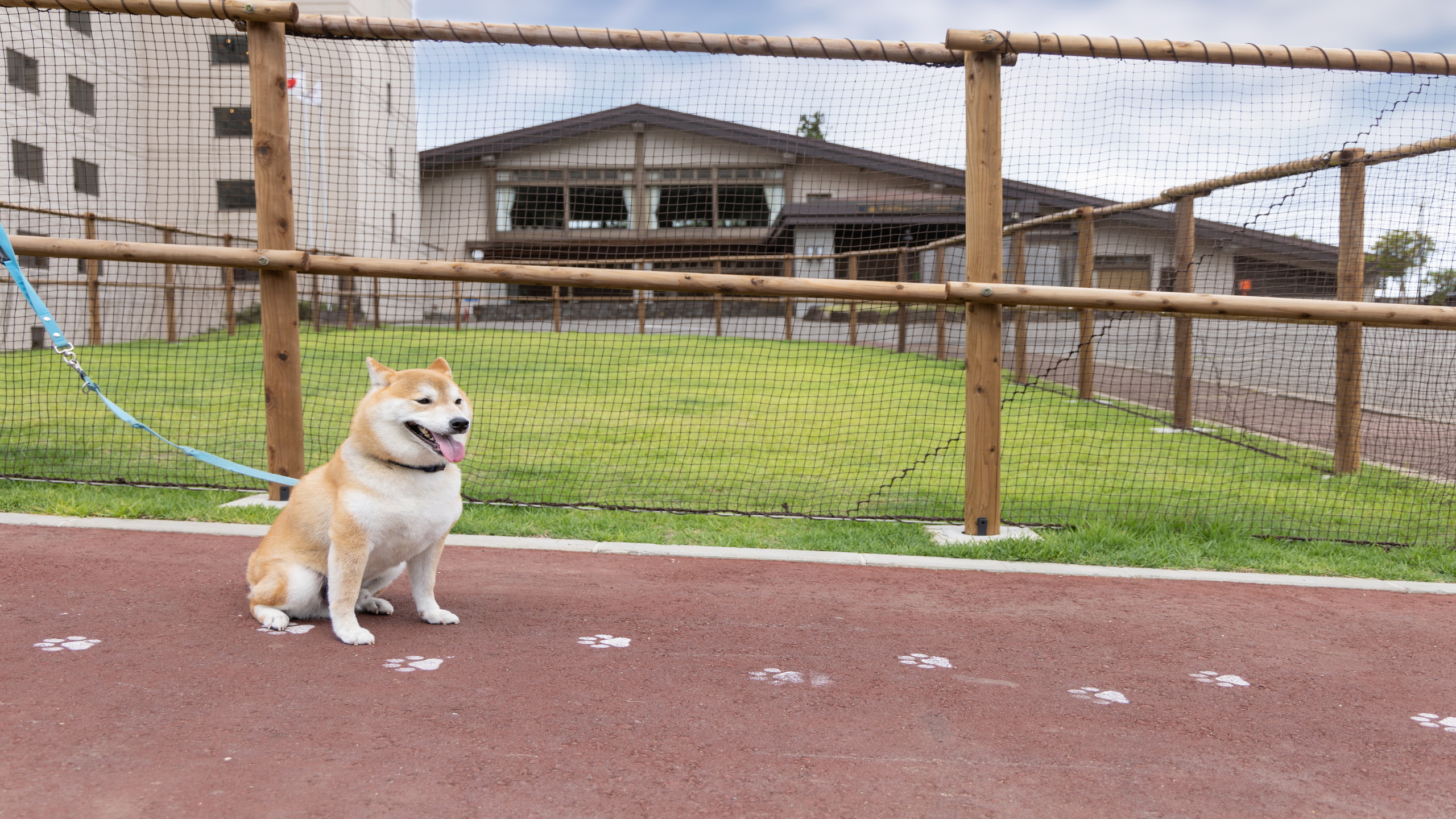 ドッグラン