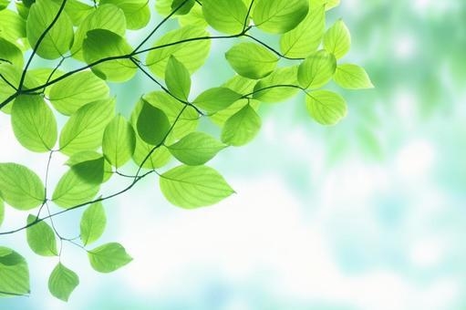 【5月・6月限定/素泊り】シングルルーム「初夏ステイプラン」