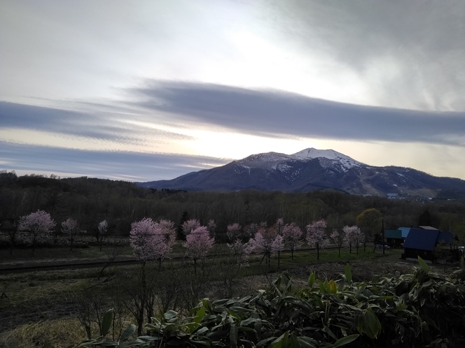 比羅夫駅前からの桜並木とニセコアンヌプリ