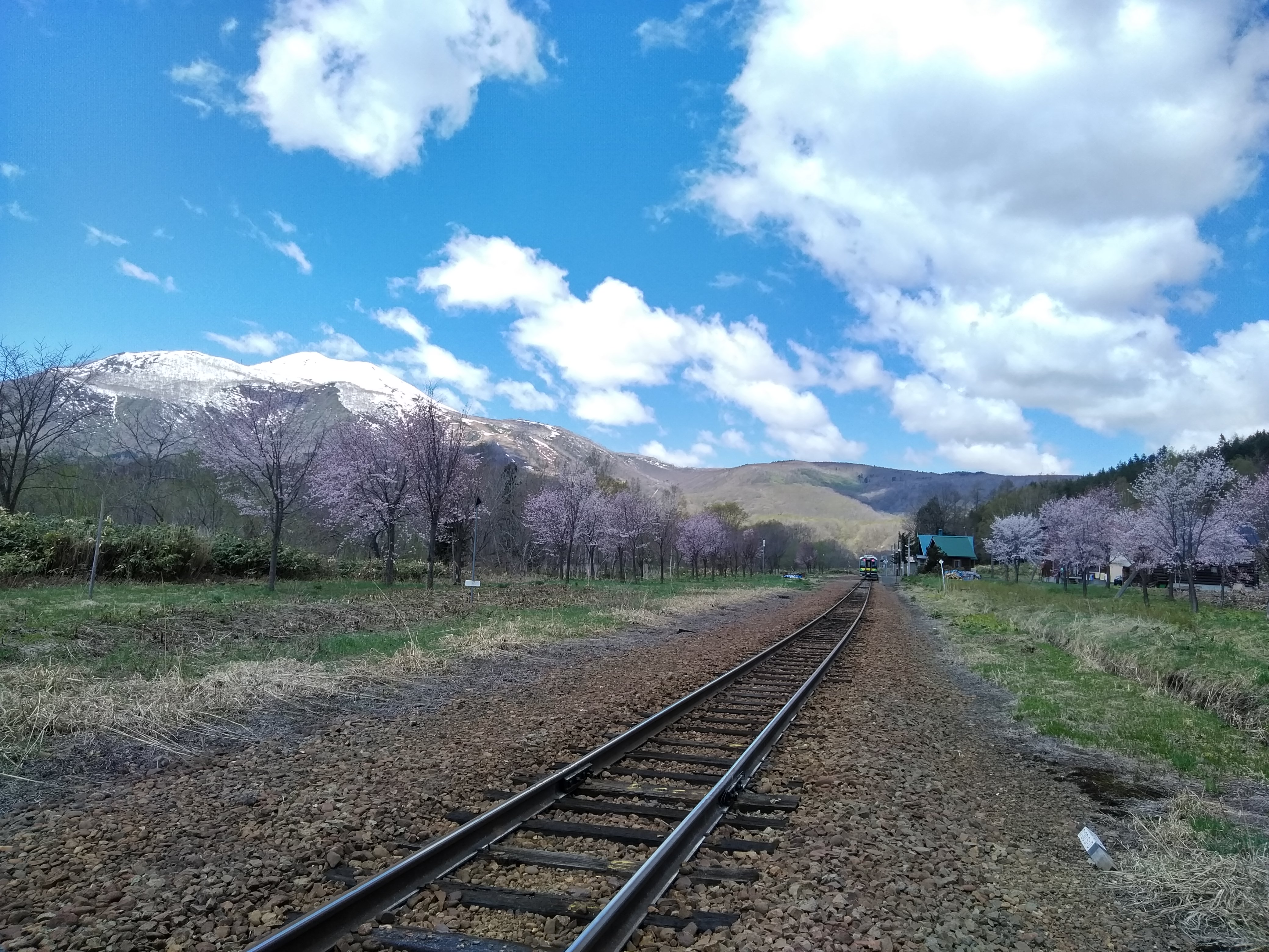 比羅夫駅の桜並木