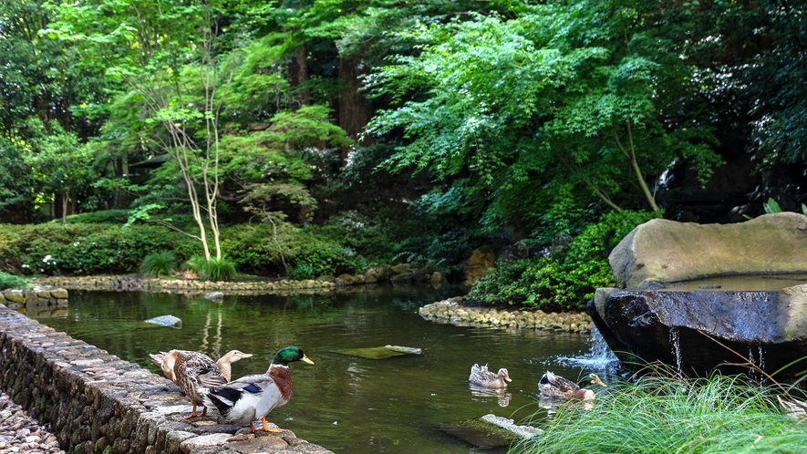 日本庭園では鴨たちがお客様をお出迎え♪