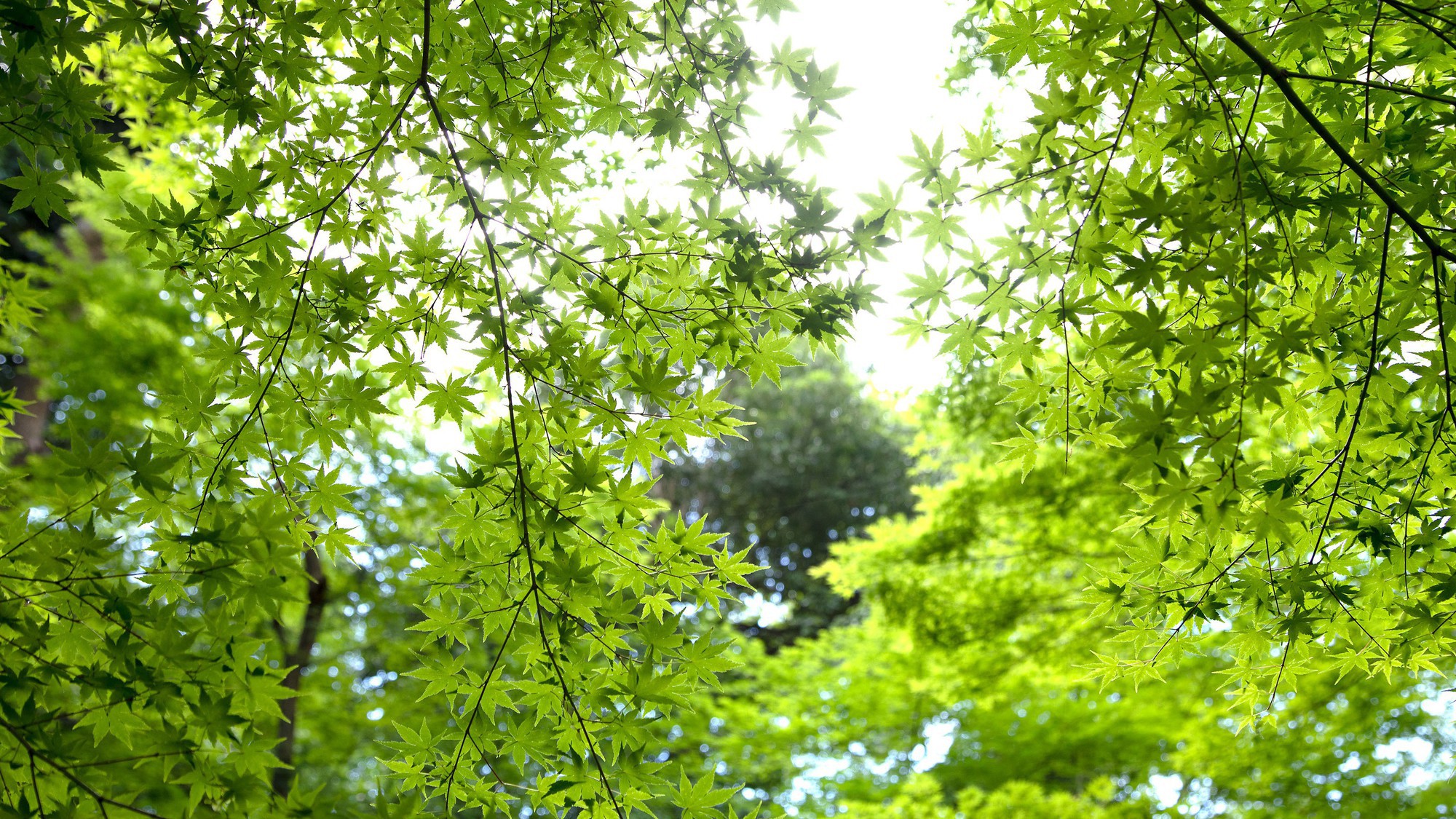 日本庭園 新緑の季節