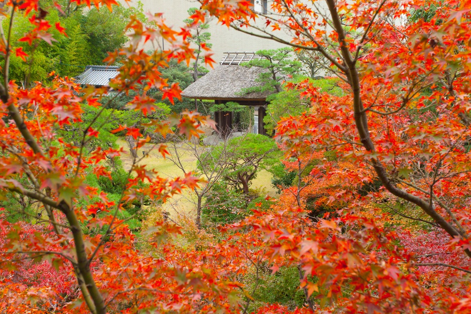 ふなや庭園の紅葉