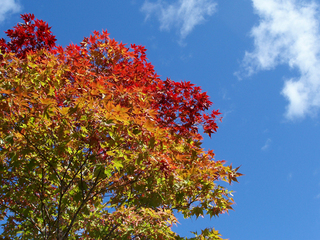 ニセコの紅葉