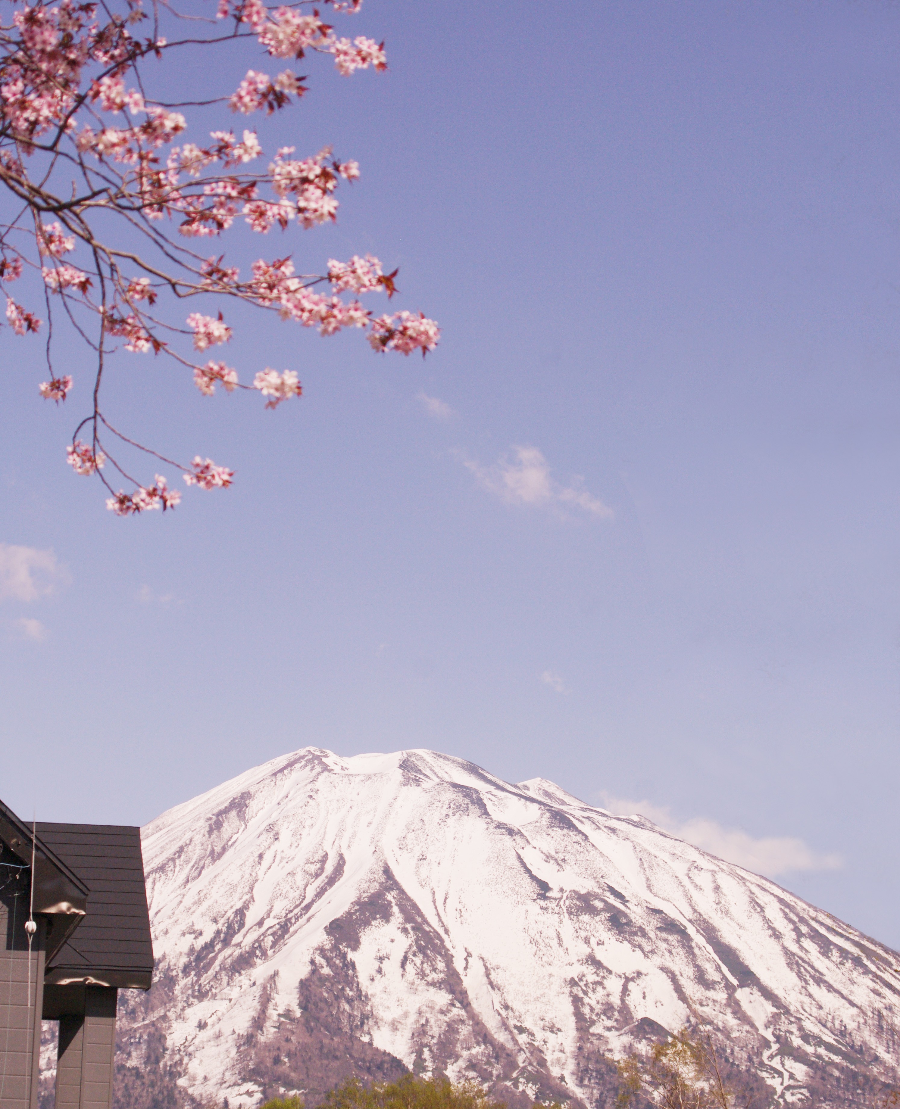 桜と羊蹄山