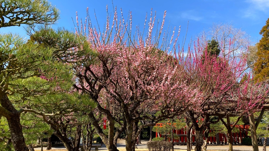 写真提供：熊本県観光連盟　水前寺成趣園の梅
