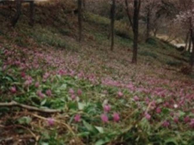 [周辺観光]カタクリの花