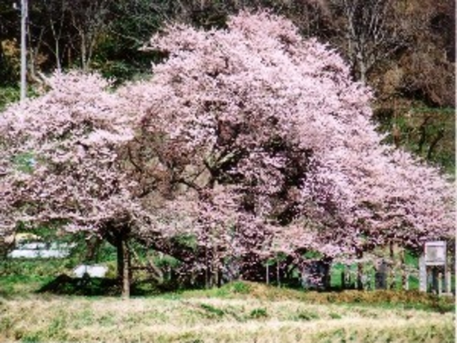 [周辺観光]石部桜