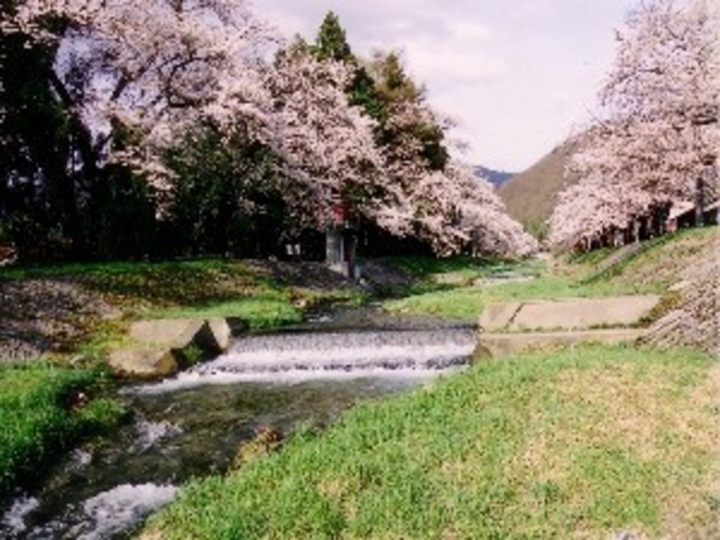 [周辺観光]観音寺川の桜