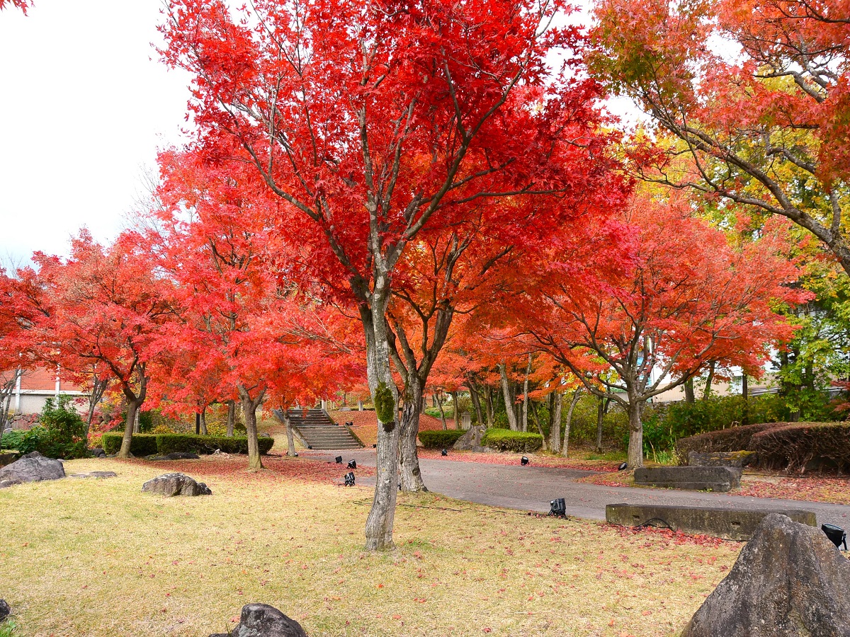 慧日寺資料館の紅葉