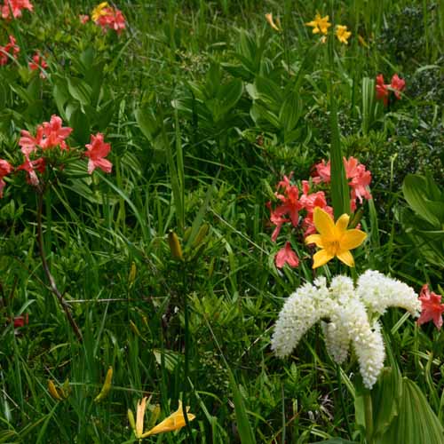 *［雄国沼］コバイケソーニッコウキスゲとレンゲツツジ