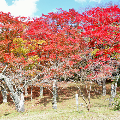 *[周辺観光]紅葉の季節は特にお勧め！秋の土津神社