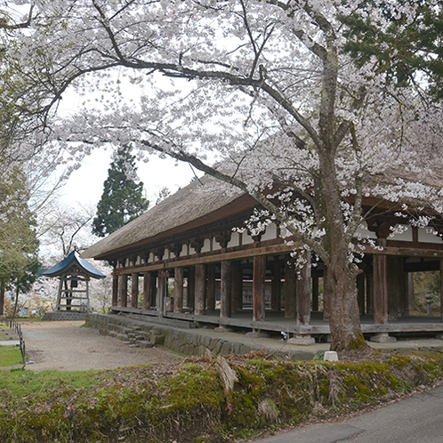 *[周辺観光]桜が咲き始めた春の長床熊野神社