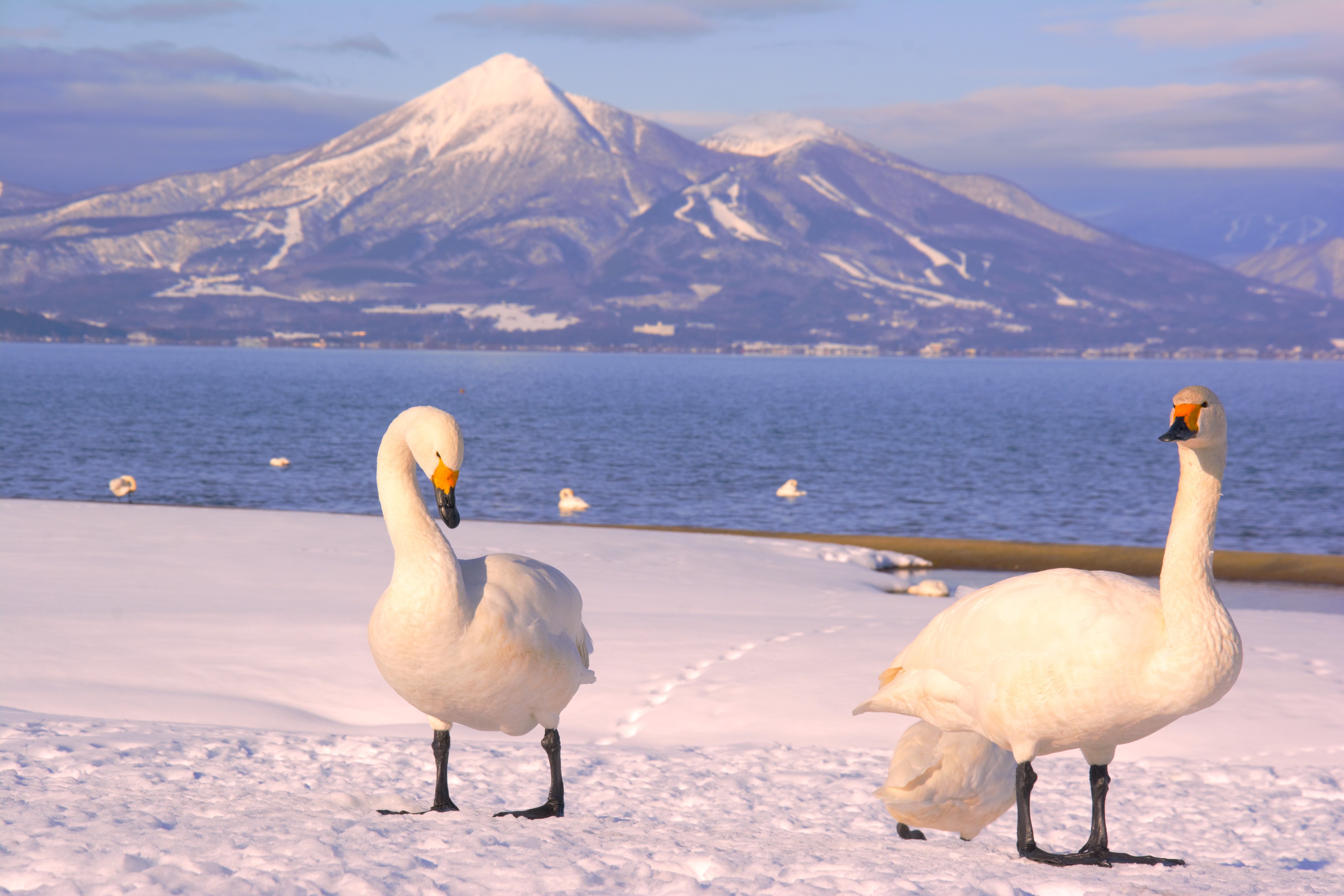 青松浜から白鳥と磐梯山