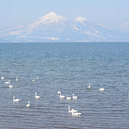 *[周辺観光]冬には白鳥が訪れる猪苗代湖