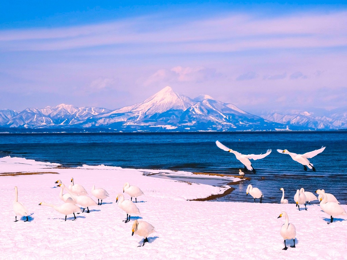 青松浜の白鳥