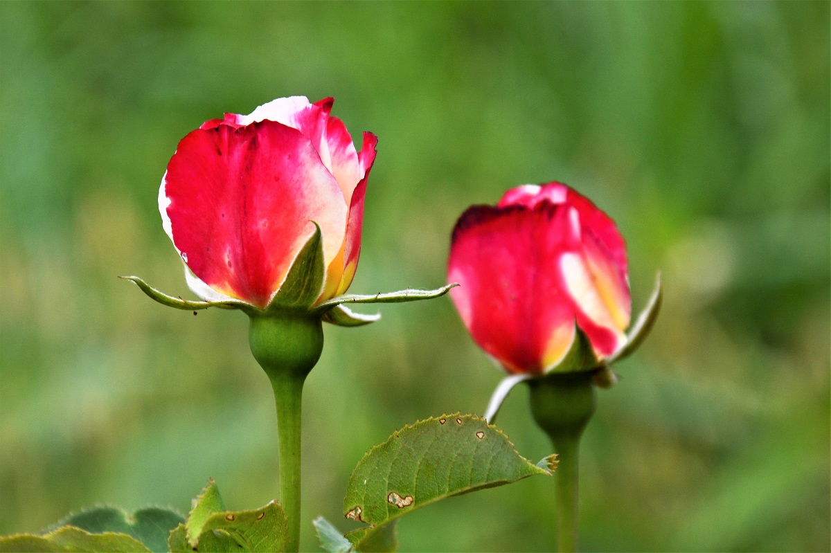 薔薇ガーデン