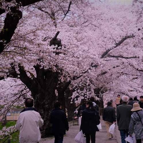 *日中線跡地のしだれ桜　(喜多方市)　4月中旬～