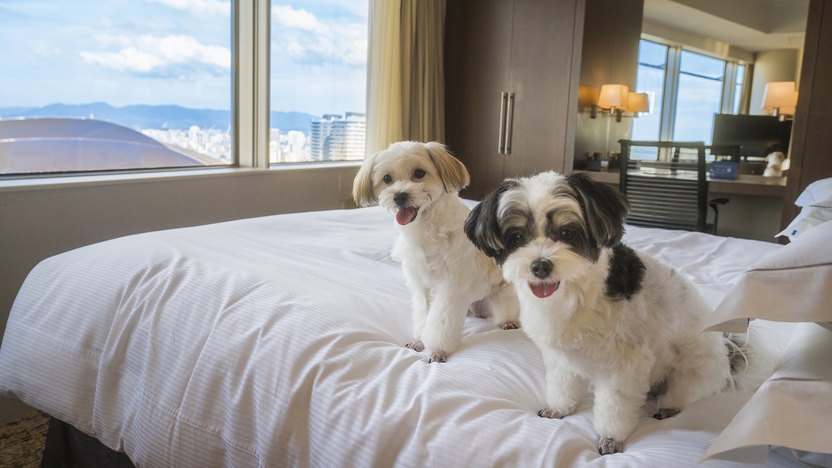 ペットと泊まれる！PAWSOME STAY（パウサム ステイ）冬春